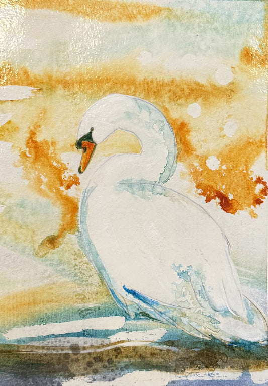 Swan Resting